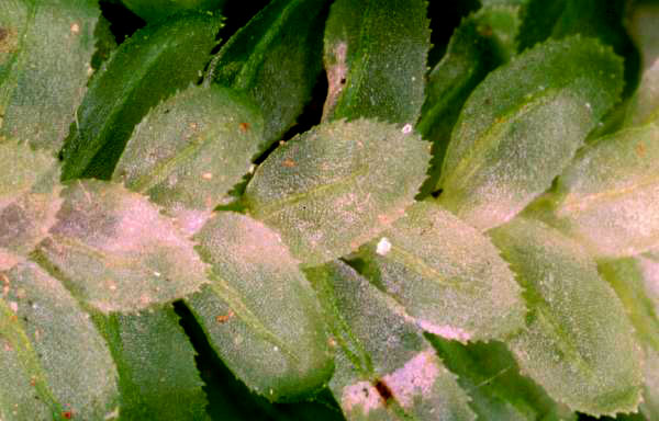 Achrophyllum magellanicum
