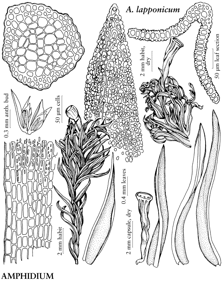 Amphidium lapponicum