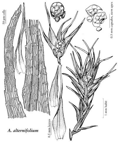 Archidium alternifolium